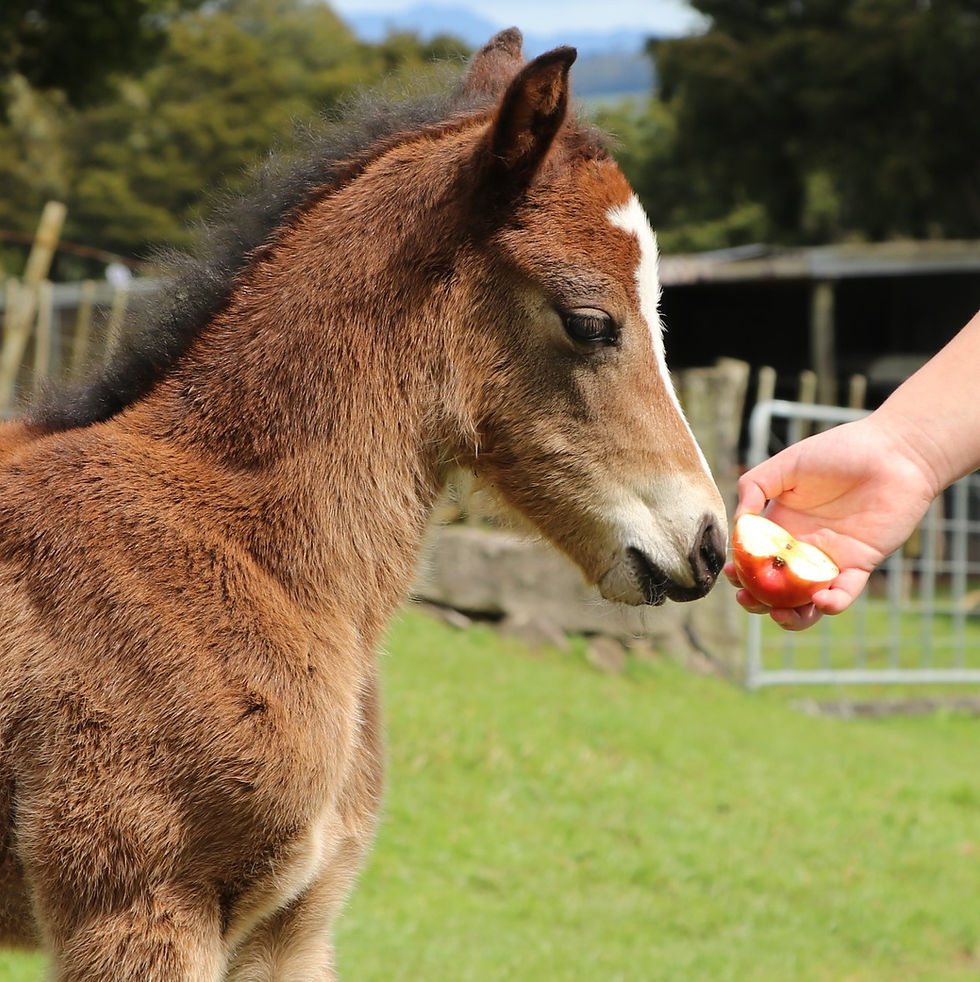 Thumbnail: Welsh Mountain Stallion