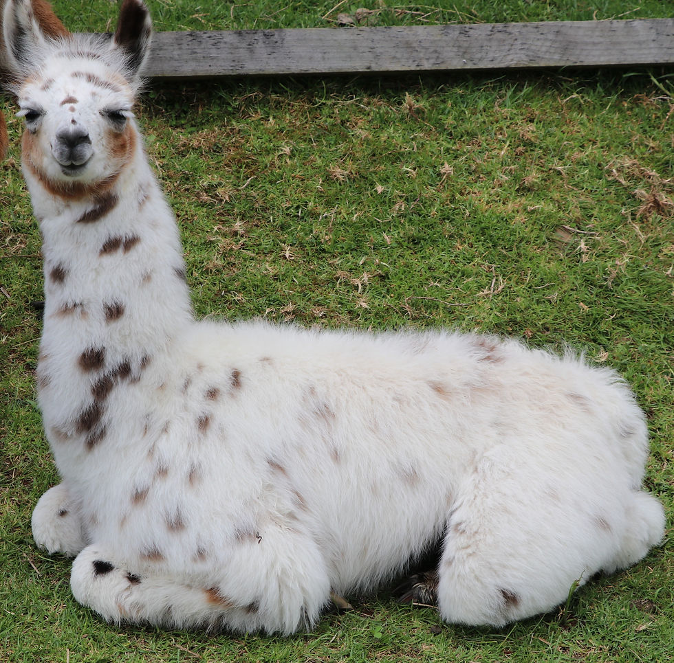 Thumbnail: Prettiest Pink and Warm White - Corriedale and Llama