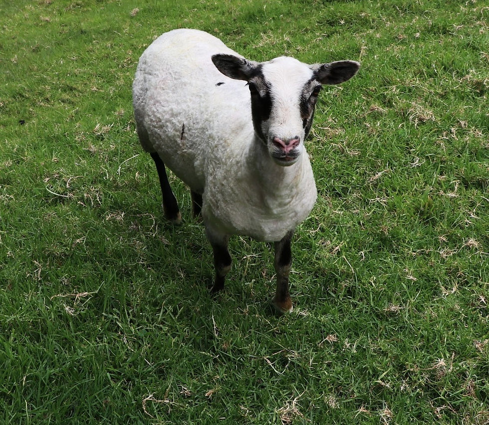 Thumbnail: Crossbred Finn and Swedish Gotland Fleece