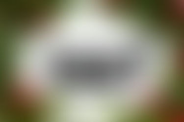 Clear Pencil Case by Rough Enough: Sustainable Organization Meets Holiday Cheer