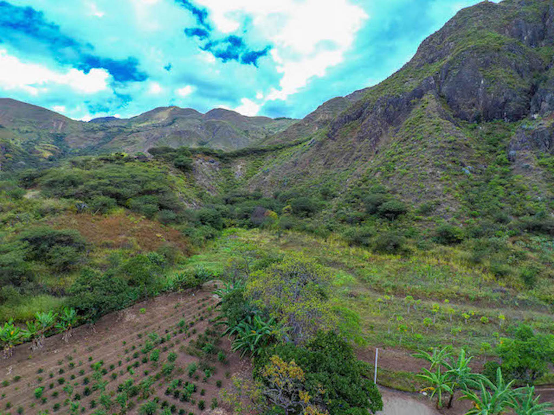 Organic Farm on 8 Hectares Land For Sale in Ecuador