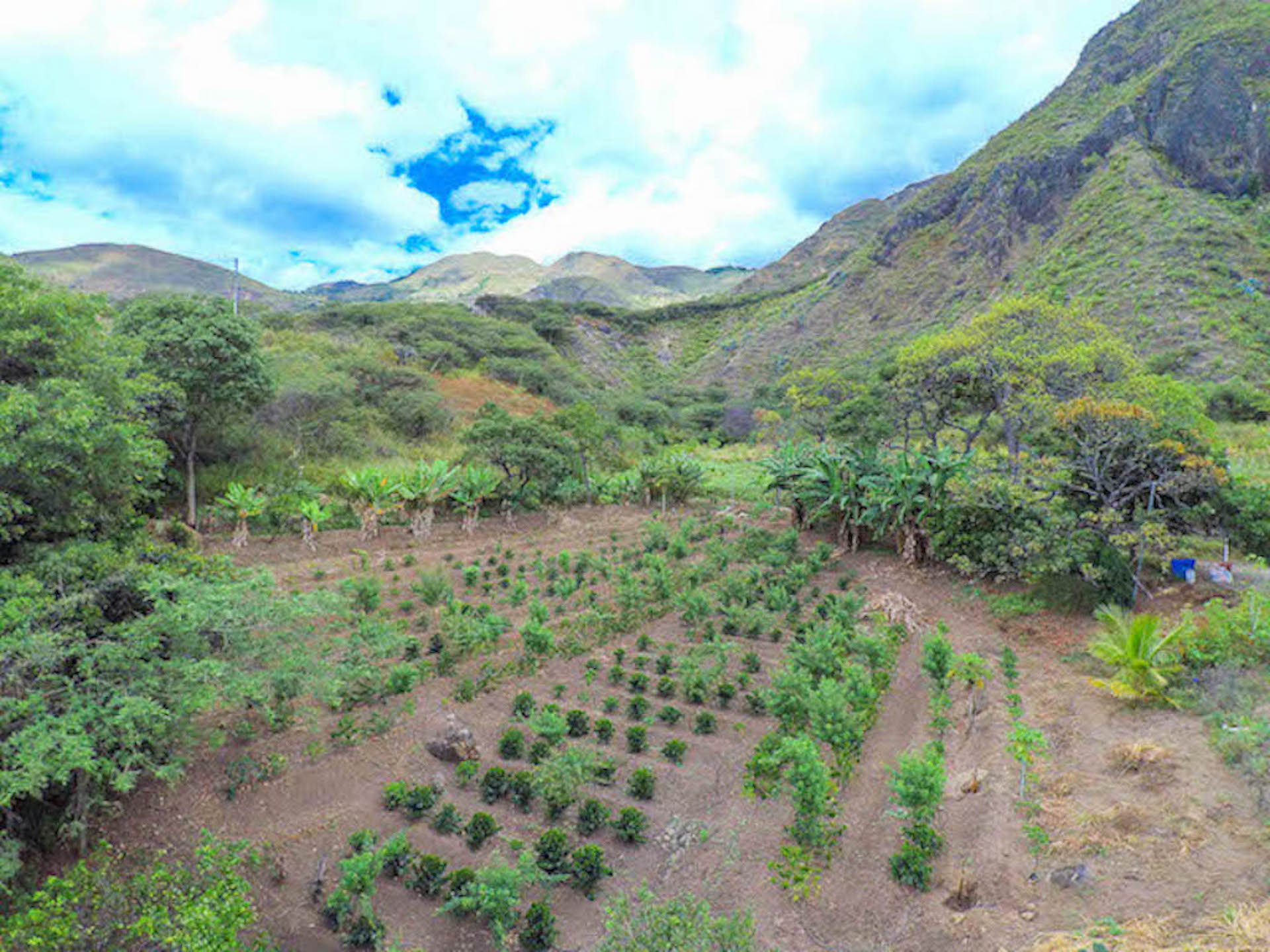 Organic Farm on 8 Hectares Land For Sale in Ecuador