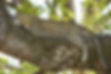 Leopard lying on a tree branch on an African safari in Botswana with Photo Safari Company