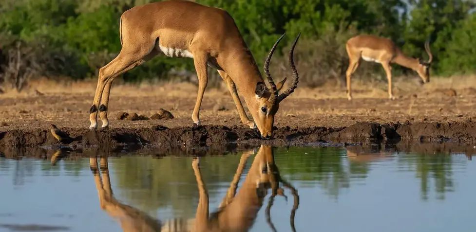 Mashatu Safaris in Botswana. Photo safaris and luxury accommodations in Africa.