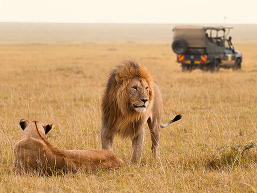 African safari vehicle with travelers in background behind two lions in the savannah grass on an African safari.