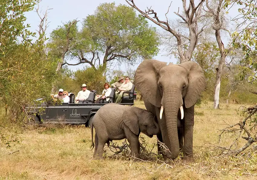 Elephants with calf sighted on a luxury game drive at Dulini Moya Lodge, Sabi Sand, South African safari experience