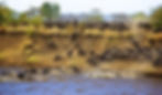 A dramatic scene of wildebeest crossing the Serengeti River, showcasing Tanzania's Great Migration on an African photo safari.