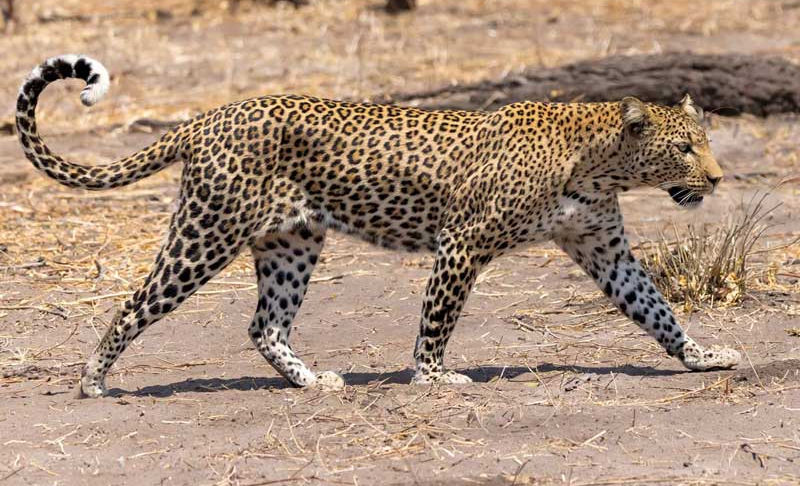 A leopard moves elegantly across a dry landscape in Zimbabwe, highlighting the allure of a Mana Pools safari with Photo Safari Company. Image by Nick Wigmore - Zimbofoto.