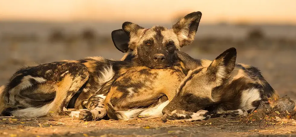 African wild dogs resting peacefully at sunset near Kavinga Safari Camp, captured during a Mana Pools Safari in Zimbabwe, highlighting the park’s rich wildlife and unforgettable predator sightings.