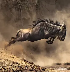 Wildebeest leaping into the Mara River during the Great Migration in the Serengeti – an iconic moment expected on a 2026 photo safari in Tanzania.