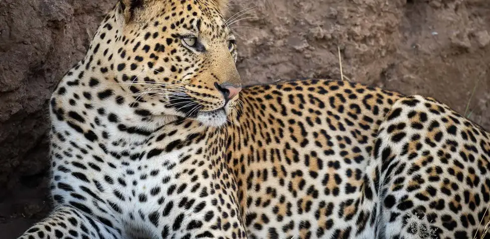 Mashatu Safaris in Botswana. Photo safaris and luxury accommodations in Africa.