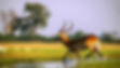 Impala crossing the Chobe river on an African safari in Botswana with Photo Safari Company