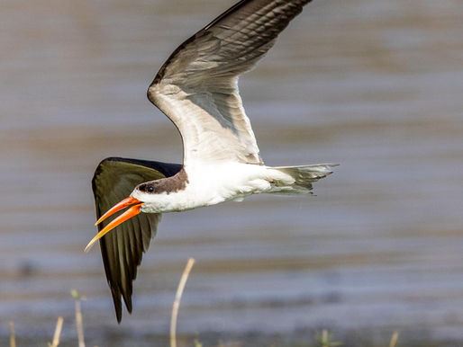 An African skimmer, characterized by its black and white plumage and bright red bill, glides over a grassy verge on a photo safari in Chobe, Botswana.