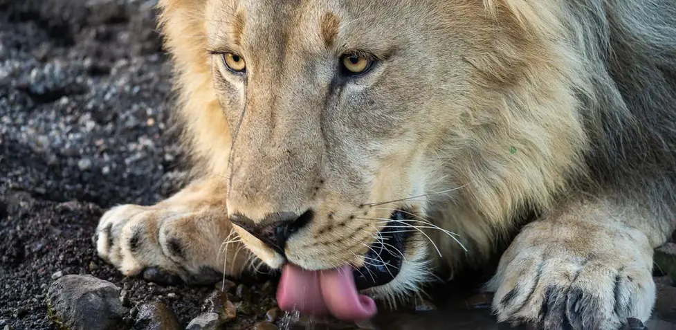 Mashatu Safaris in Botswana. Photo safaris and luxury accommodations in Africa.