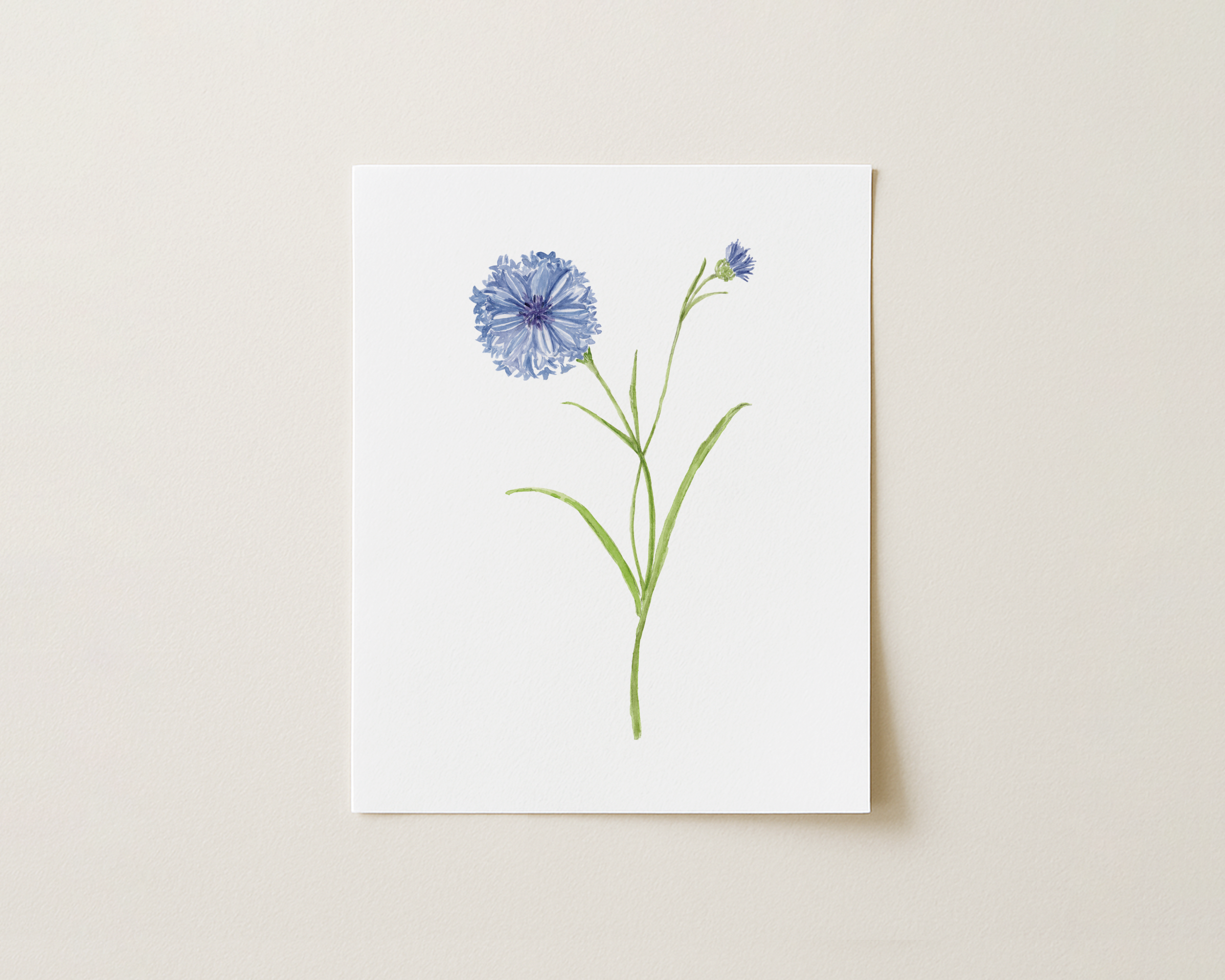 Bachelor’s Button Watercolor Art Print