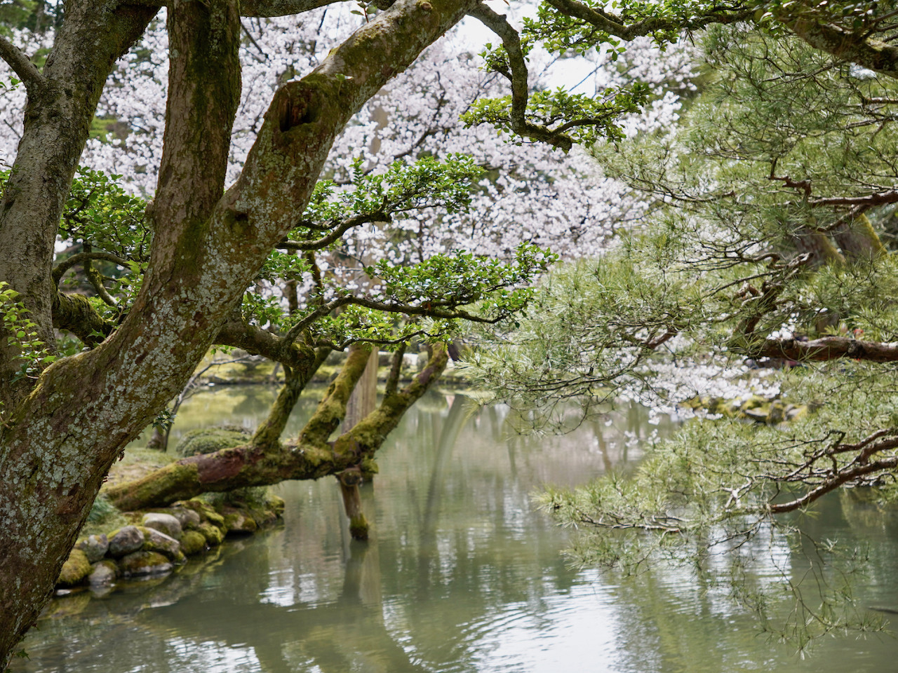 Cherry Blossoms