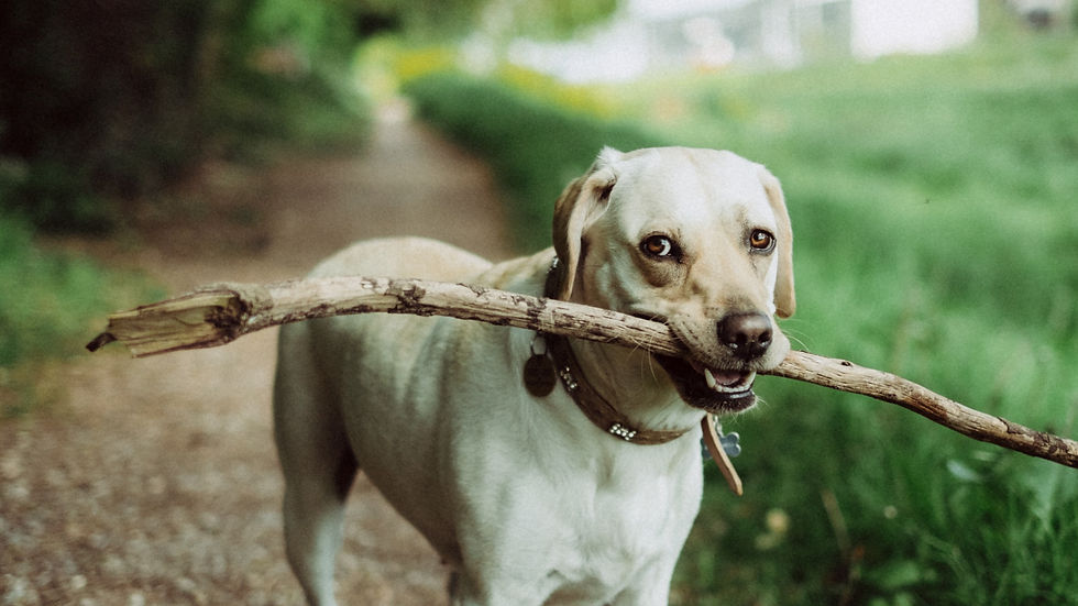 Yellow Lab with stick