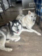 Dax and Nala. Siberian Huskies