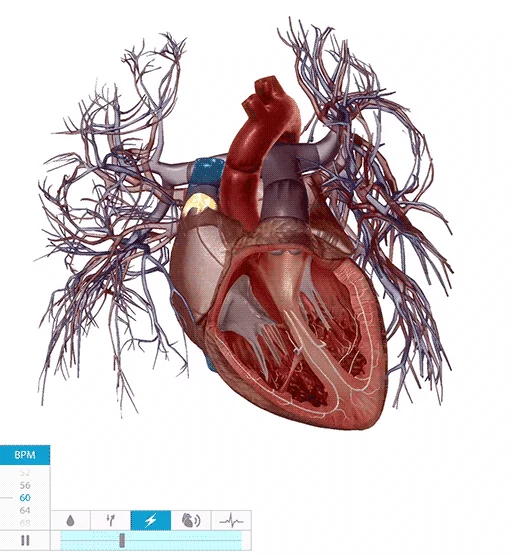 heart-conduction-system-gif.gif.webp