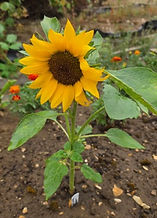 Kingsland flowerbed A
