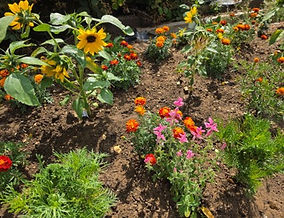 Kingsland flowerbed C