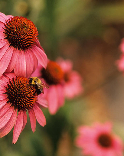 Echinacea Coneflowers