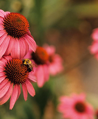 Echinacea flowers with bee, symbolizing natural healing and leading to frequency specific microcurrent therapy