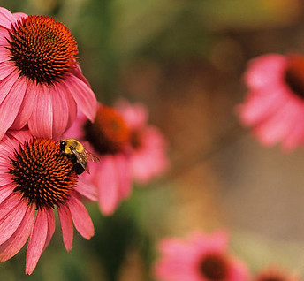 Pink Flowers Close-Up