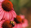 hearts with cone flowers