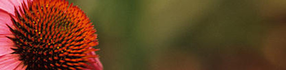 Phytotherapie / Pflanzenheilkunde / Klassische Massage