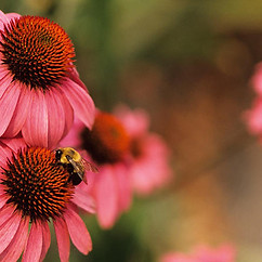 Echinacea Coneflowers
