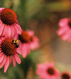 Echinacea Sonnenhut