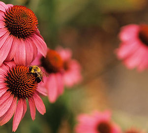 Echinacea Coneflowers
