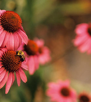 Echinacea Coneflowers