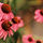 Echinacea Coneflowers