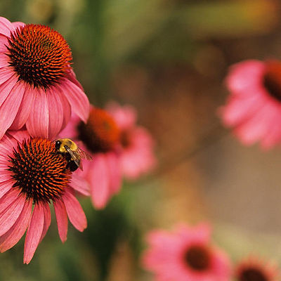 Coneflowers Echinacea