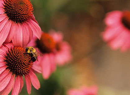Echinacea Coneflowers