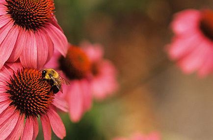 Echinacea Coneflowers