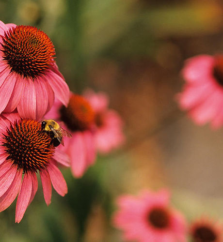 Echinacea Coneflowers