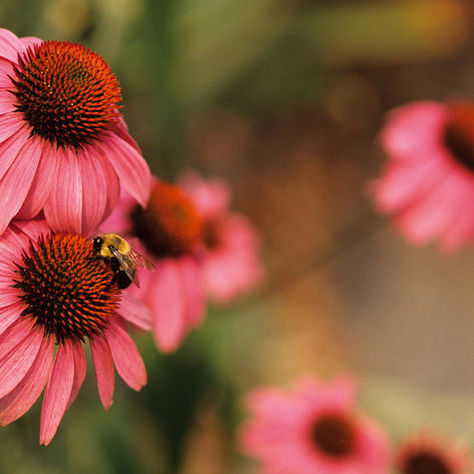 Pollinators Are Our Friends - How YOU can help them