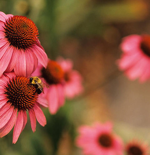 Echinacea Coneflowers