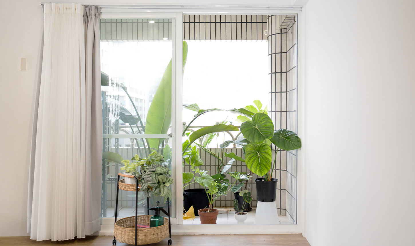 多種觀葉植物盆栽