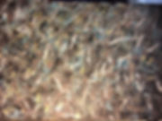 IMG_1628.jpeg