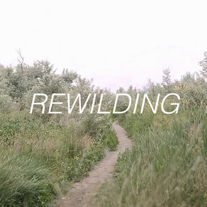 Rewilding: quando a natureza passa a ser agente do projeto