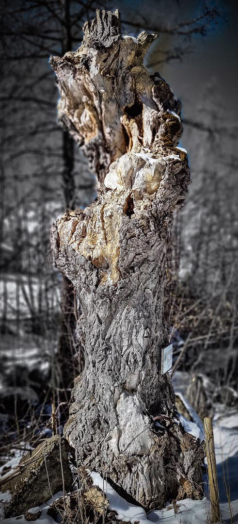 Même mort je vous survivrai