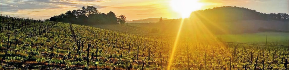 Vinyards