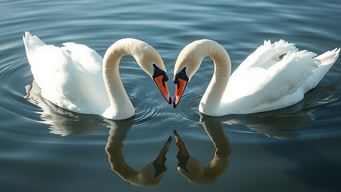 2 swans in the water touching noses.jpg