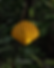 Pezoneras NYR