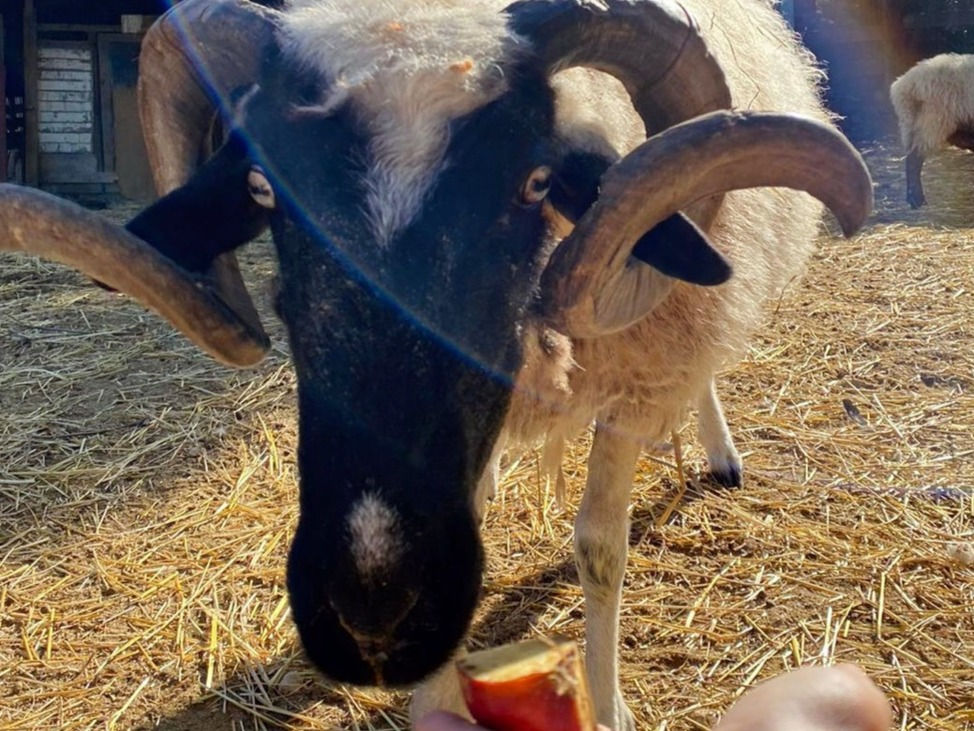 Thumbnail: A basket of fruit for the animals