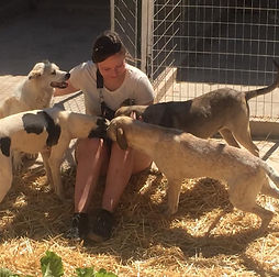 volunteer animal protection aegina agistri